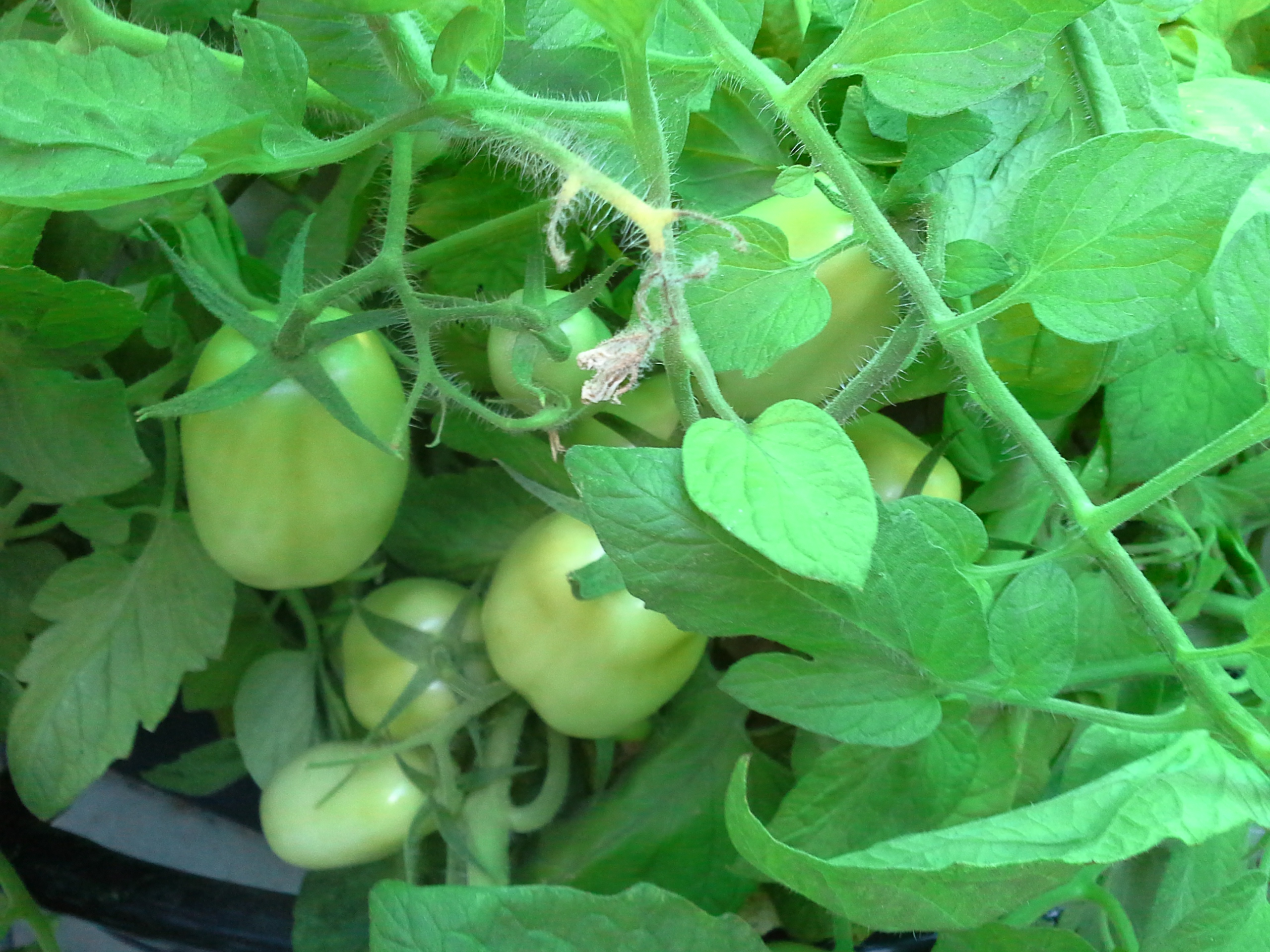 It’s NOT a Beefsteak Tomato Plant! | Mary Guess' Garden