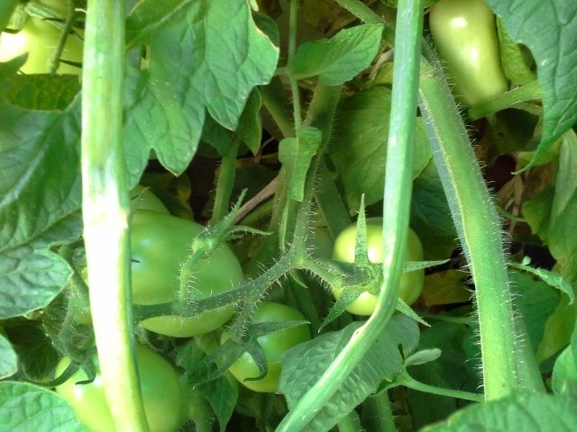 Roma Tomatoes in the aquaponic garden