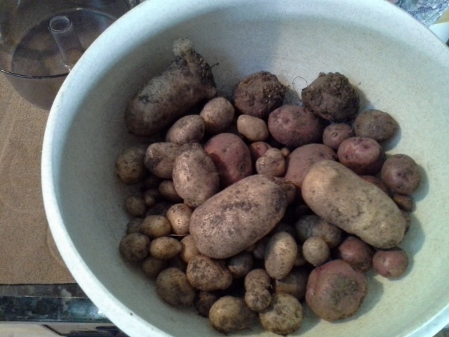 The first harvesting of potatoes