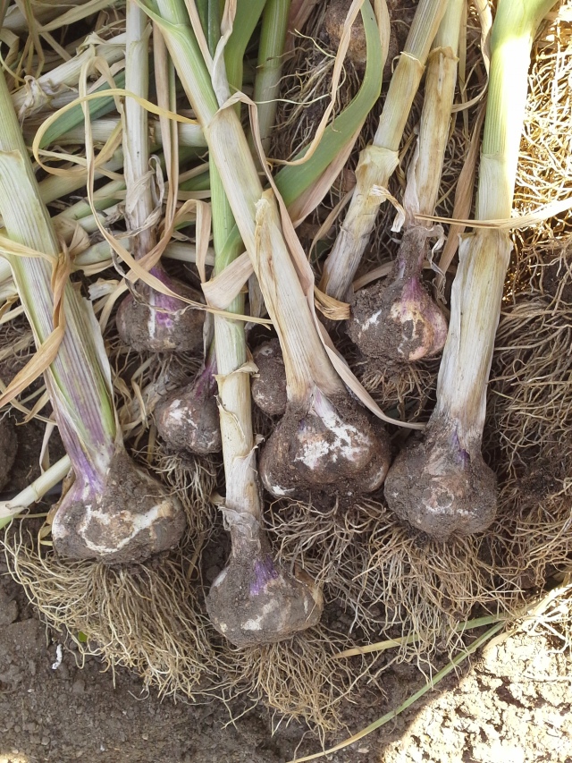 A few of the larger garlic bulbs, along with a few medium sized bulbs