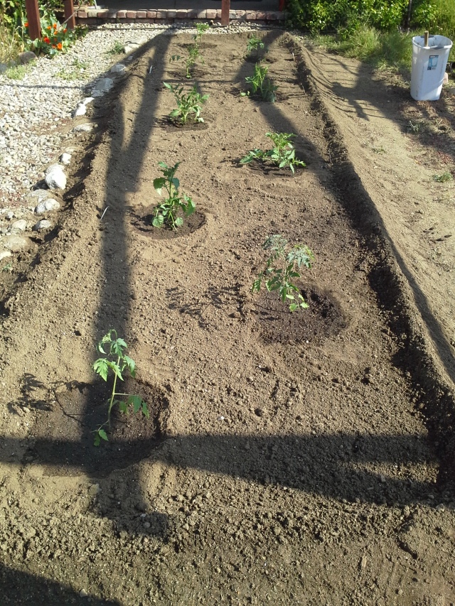 The first planting of tomatoes.  Four of these are Health Kick plum tomatoes, two are supersteaks and two are unknown varieties transplanted from the greenhouse.