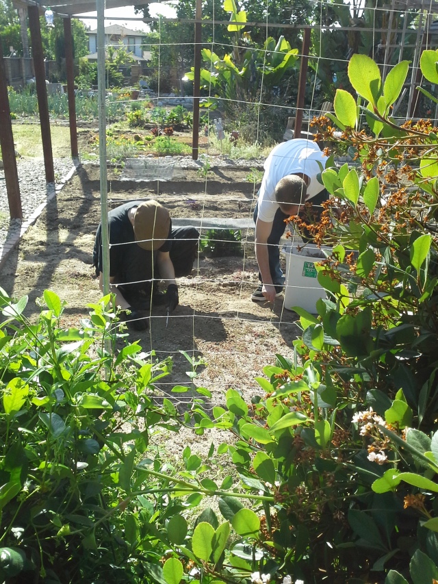 My helpers, removing weeds from the fallow beds.