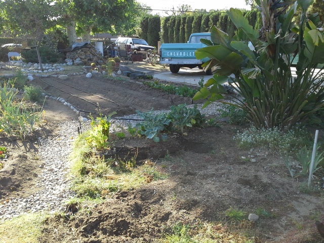 A portion of the front garden, showing the okra bed (with drip tubing in place) and the winter crops that will soon be replaced with corn, beans and habanero peppers.
