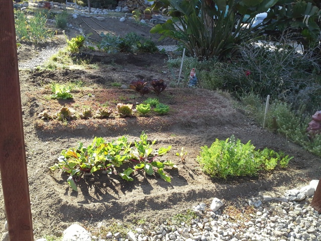 Beets, carrots and lettuce plants