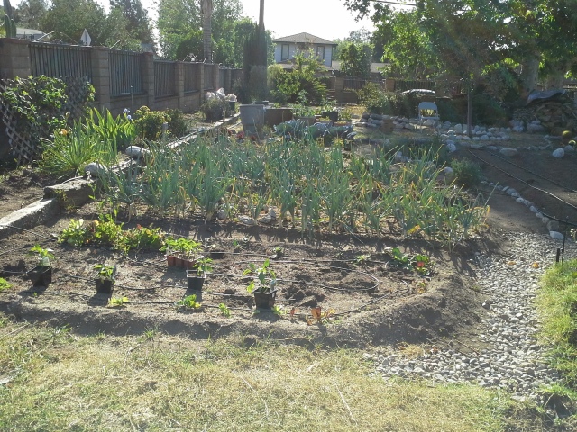 Getting ready to plant bell peppers and jalapenos.  Giant scallions in the background are being harvested as needed.