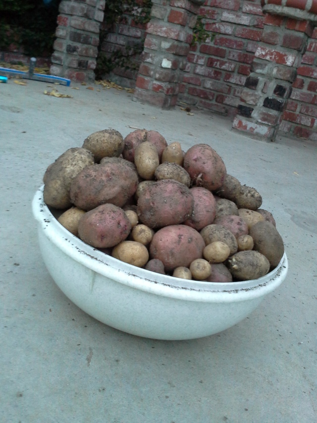 This year's potato harvest (most of it, anyway).