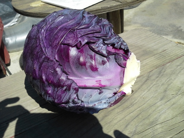 Mammoth Red Rock Cabbage-2015-1