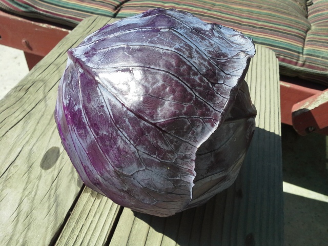 Mammoth Red Rock Cabbage-2015-2