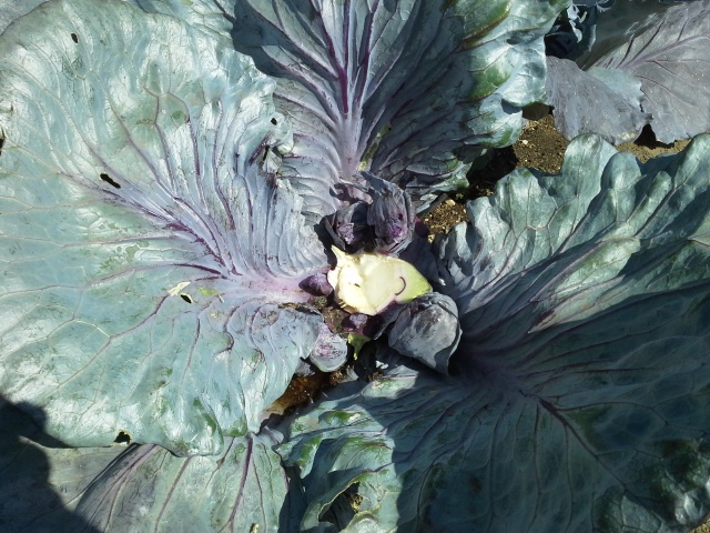 The plant remains in the ground to provide additional small heads of cabbage throughout the summer.