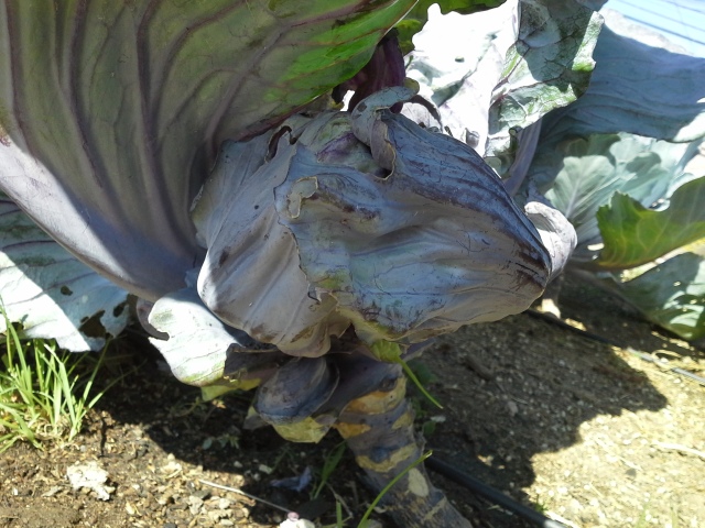 The largest of the "satellite" cabbage heads growing from the plant from which I just harvested the main head.