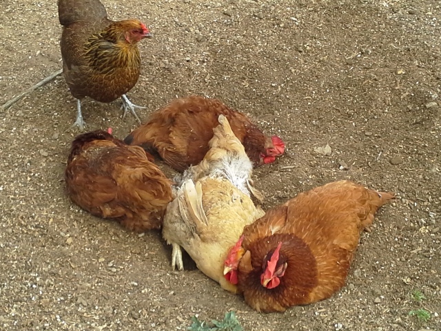 They make a large hole and take a "dust bath."  Note, however, that one hen is excluded - she's from a different flock than those in the bathing hole.