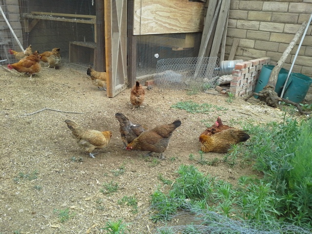 They start to take their turn in the dust bowl, now that the Red Rangers have wandered over to their coop.
