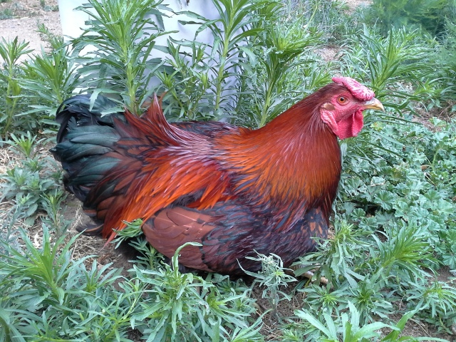 The Golden-laced Wyandotte rooster, free-ranging.