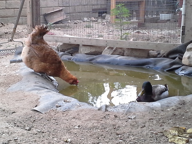 They drink from the duck pond.